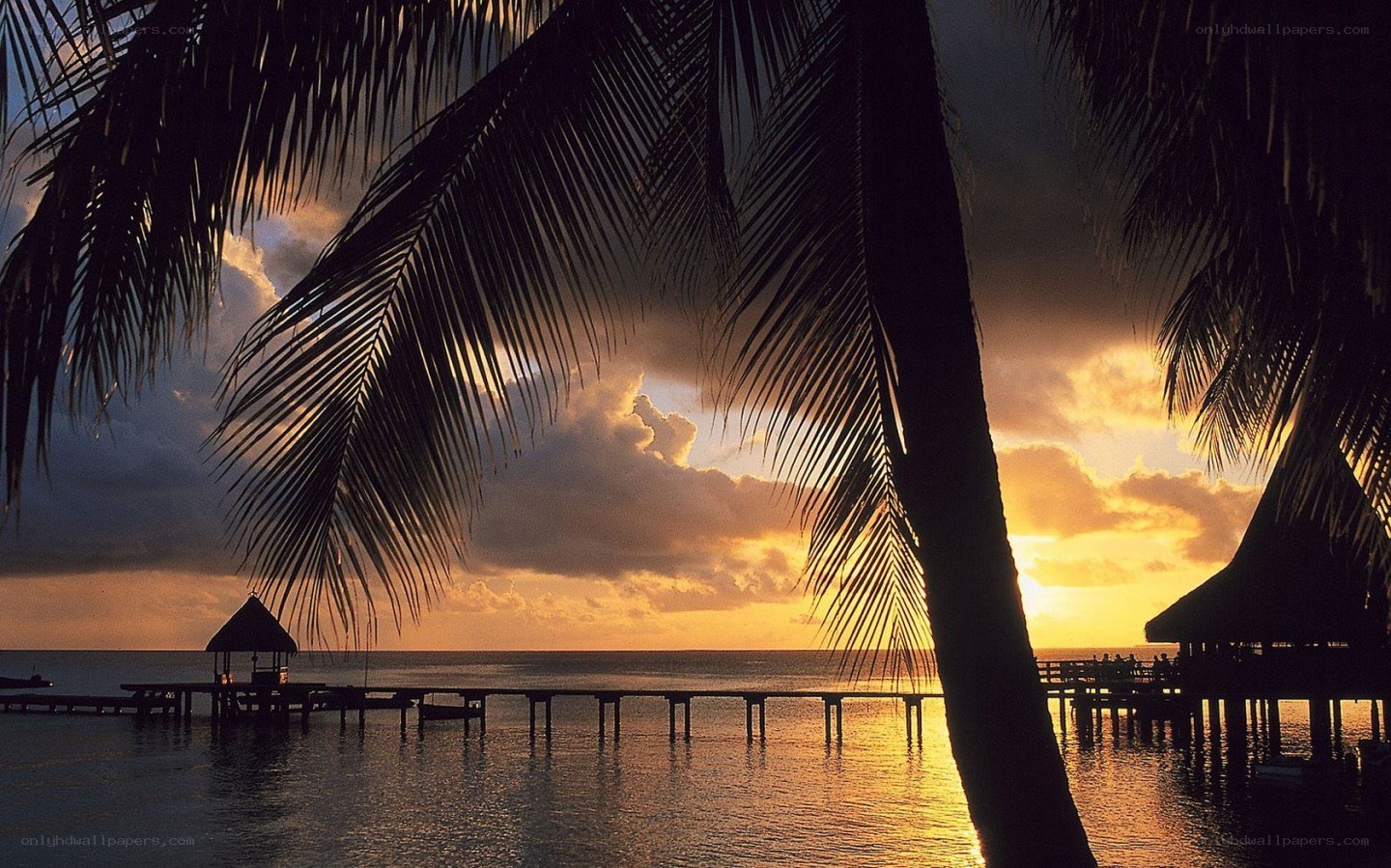 Palm trees at sunset over water