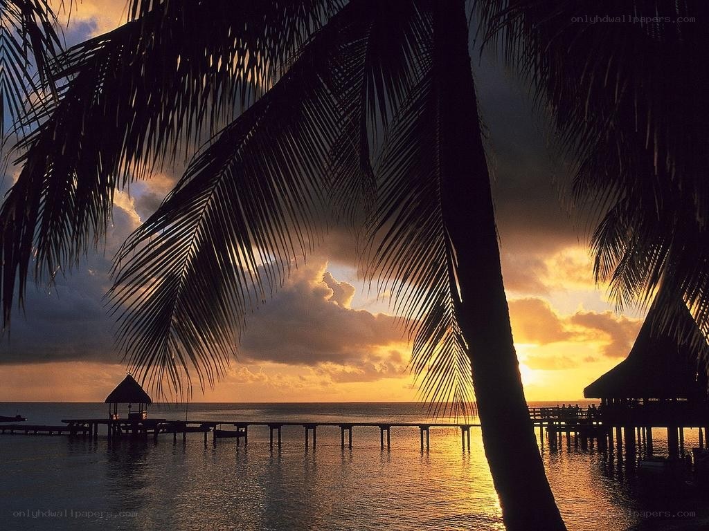 Palm trees at sunset over water