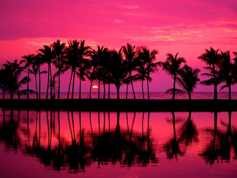 Palm Trees at Sunset — Pink, Serene, Photograph, Sun