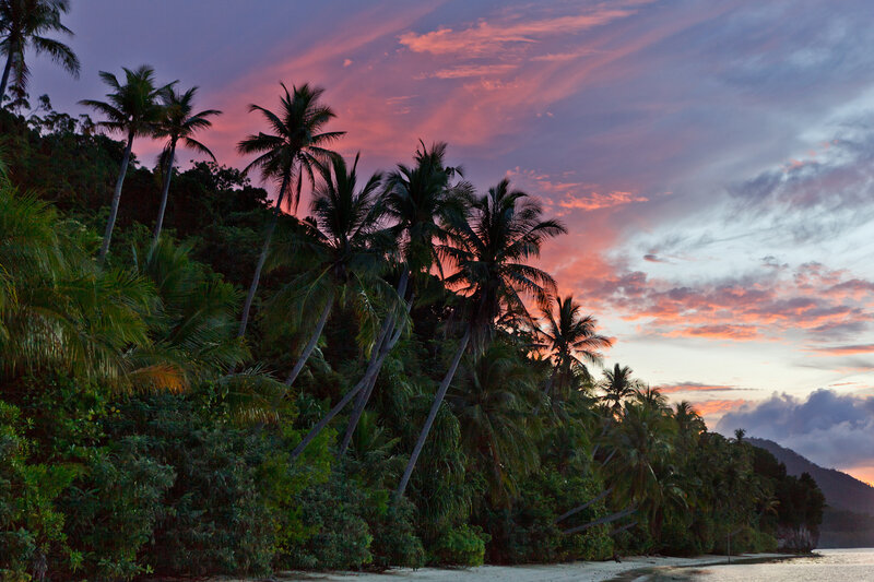 Palm Trees at Sunset — Pink, Serene, Photograph