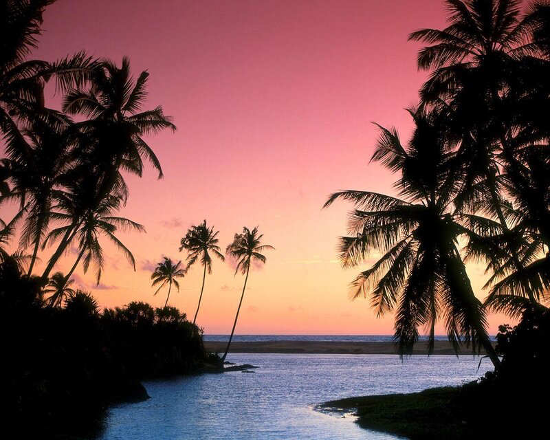 Palm Trees at Sunset — Pink