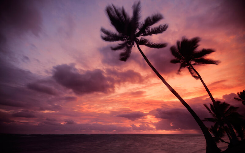 Palm Trees at Sunset — Purple, Dramatic, Photograph, Ocean, Sky, Clouds