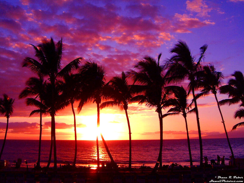 Palm Trees at Sunset — Purple, Dramatic, Photograph, Ocean, Sky, Silhouette