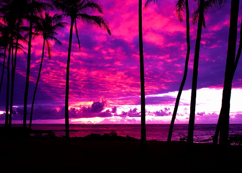 Palm Trees at Sunset — Purple, Dramatic, Photograph, Ocean