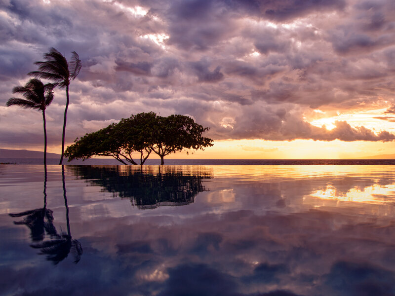 Palm Trees at Sunset — Purple, Dramatic, Photograph, Palm Trees