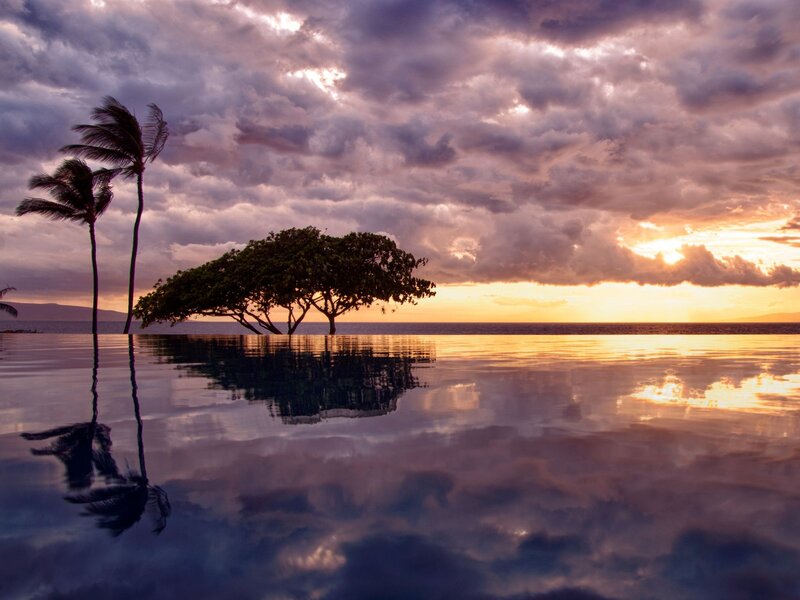 Palm Trees at Sunset — Purple, Dramatic, Photograph, Palm Trees, Tree, Ocean, Orange