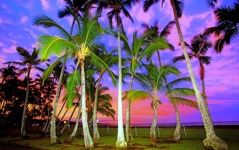 Palm Trees at Sunset — Purple, Dramatic, Photograph, Sky, Grass