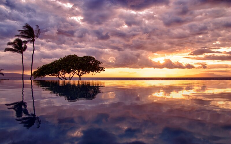 Palm Trees at Sunset — Purple, Dramatic, Photograph