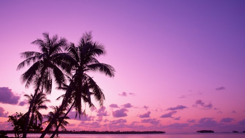 Palm Trees at Sunset — Purple, Serene, Photograph, Ocean, Clouds, Island