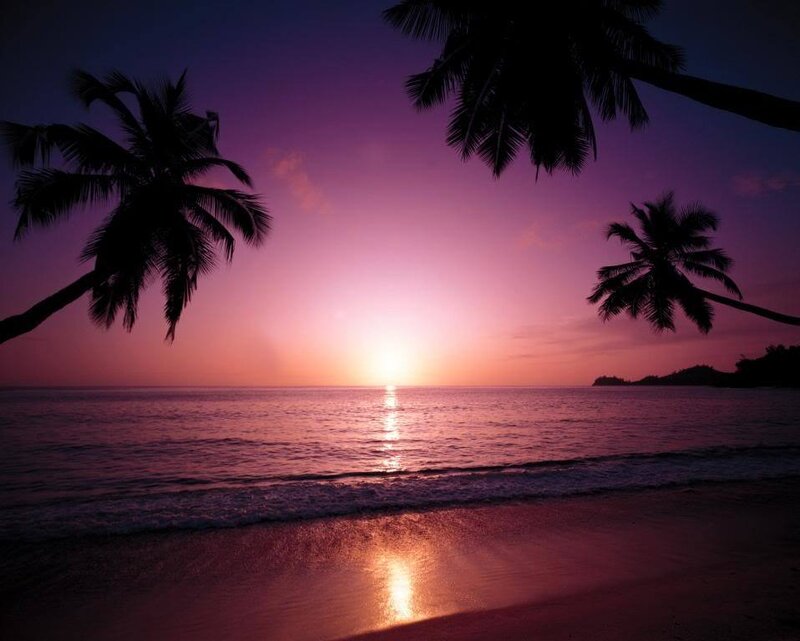 Palm Trees at Sunset — Purple, Serene, Photograph, Ocean, Sky, Beach, Pink