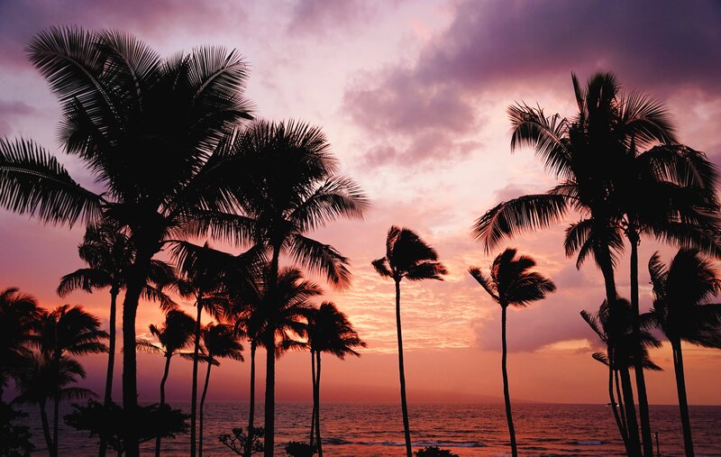 Palm Trees at Sunset — Purple, Serene, Photograph, Ocean, Sky, Clouds, Pink, Orange