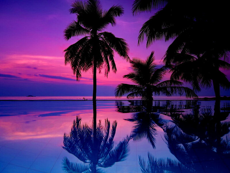 Palm Trees at Sunset — Purple, Serene, Photograph, Ocean, Sky, Reflection