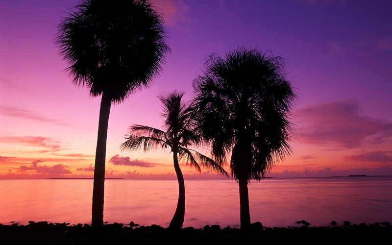 Palm Trees at Sunset — Purple, Serene, Photograph, Ocean, Sky, Rocks