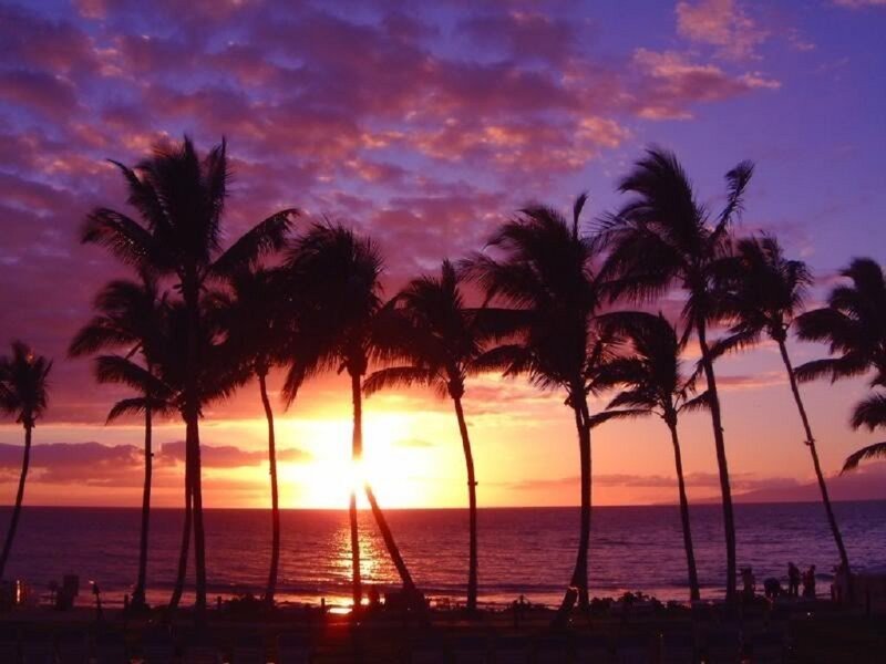 Palm Trees at Sunset — Purple, Serene, Photograph, Ocean, Sky, Silhouette