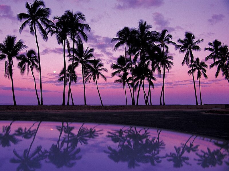Palm Trees at Sunset — Purple, Serene, Photograph, Sky, Reflection