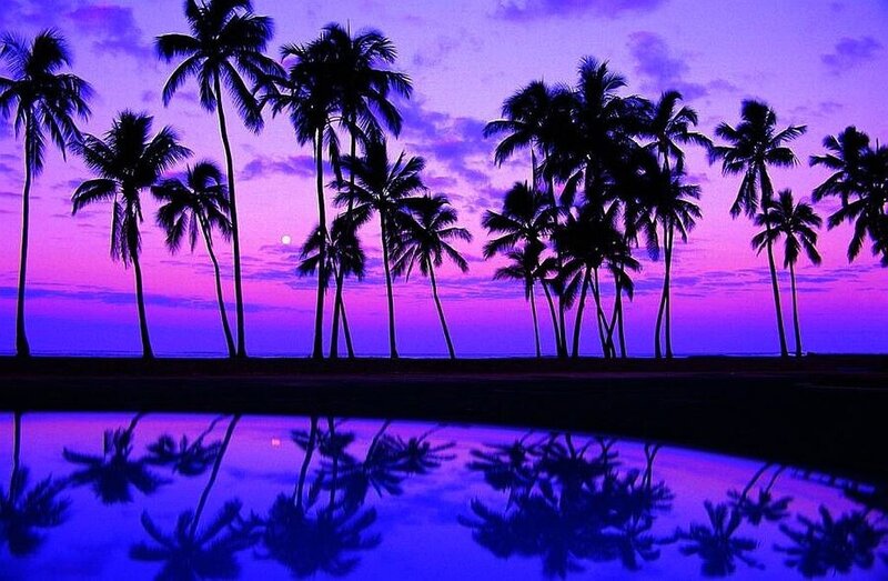 Palm Trees at Sunset — Purple, Serene, Photograph, Sky