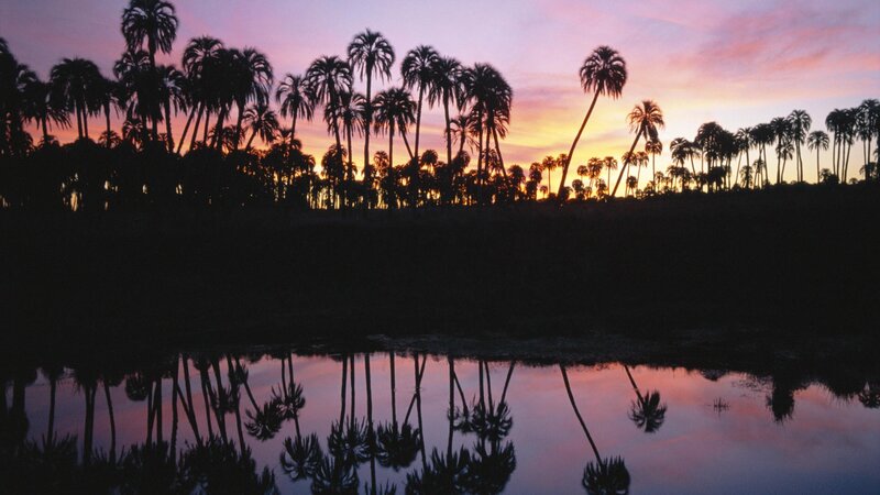 Palm Trees at Sunset — Purple, Serene, Photograph, Sky, Water, Reflection, Pink, Orange