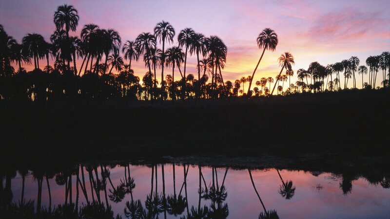 Palm Trees at Sunset — Purple, Serene, Photograph, Sky, Water, Reflection, Pink