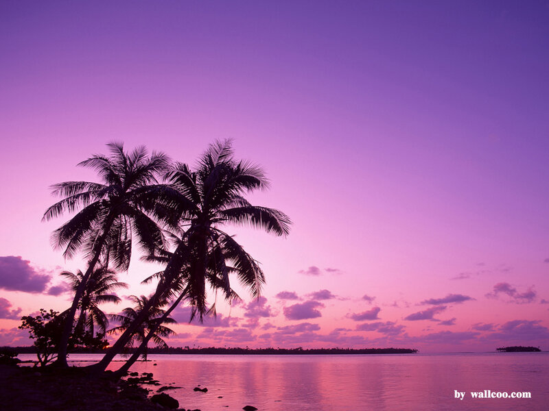 Palm Trees at Sunset — Purple, Serene