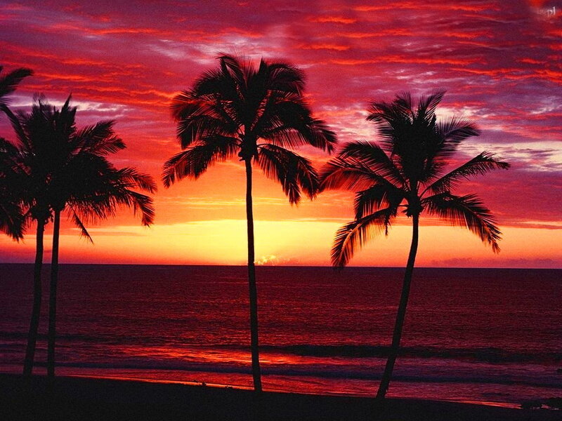 Palm Trees at Sunset — Red, Dramatic, Photograph, Ocean
