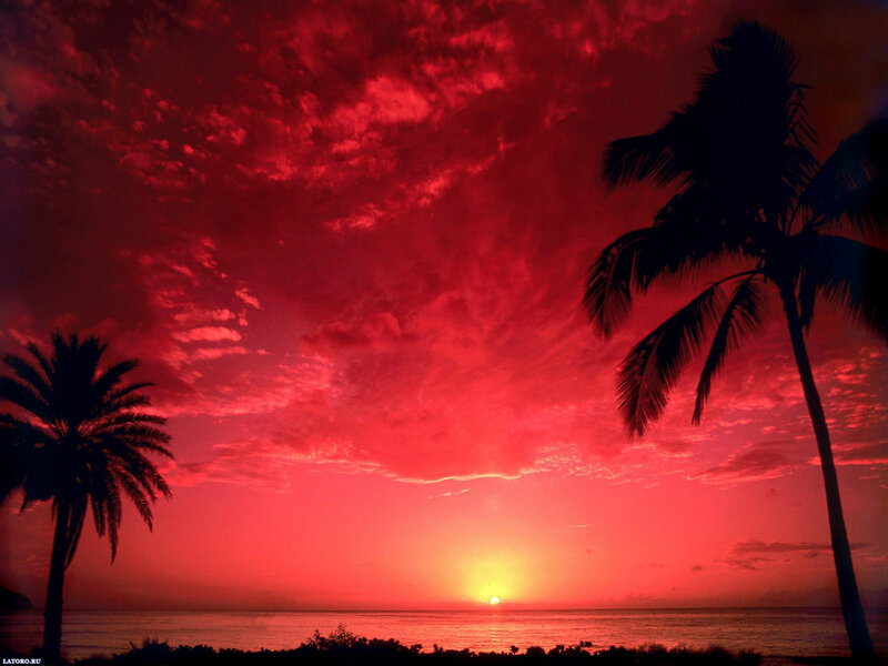 Palm Trees at Sunset — Red, Dramatic, Photograph, Palm Tree