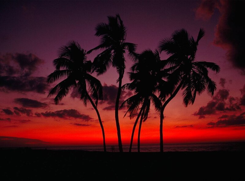Palm Trees at Sunset — Red, Dramatic, Photograph, Sky, Ocean, Clouds