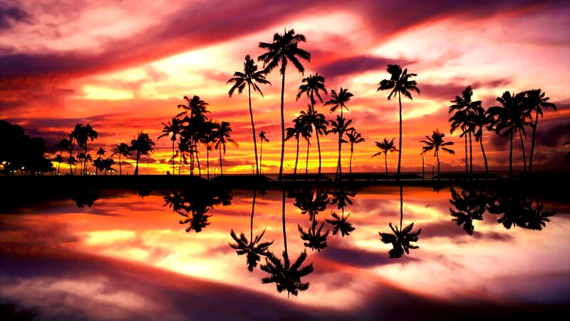 Palm Trees at Sunset — Red, Dramatic, Photograph, Sky, Reflection