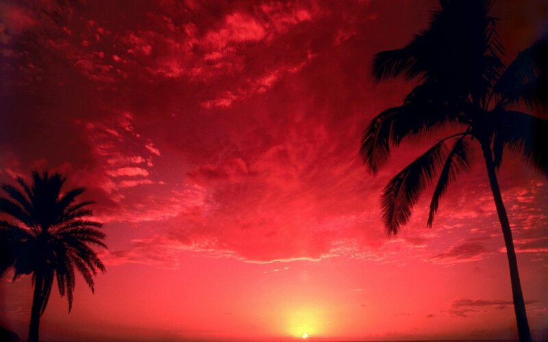 Palm Trees at Sunset — Red, Dramatic, Photograph, Sky, Sun