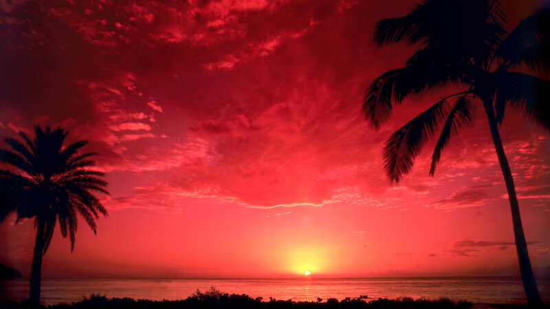 Palm Trees at Sunset — Red, Dramatic, Photograph