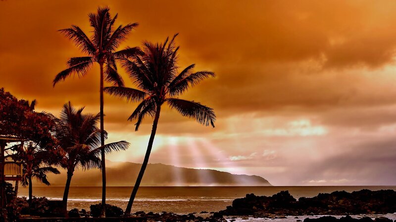 Palm Trees at Sunset — Rocks