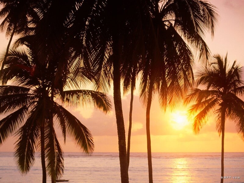 Palm Trees at Sunset — Serene, Photograph
