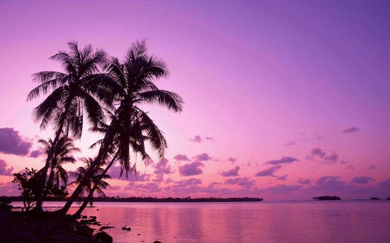 Palm Trees at Sunset — Serene, Pink