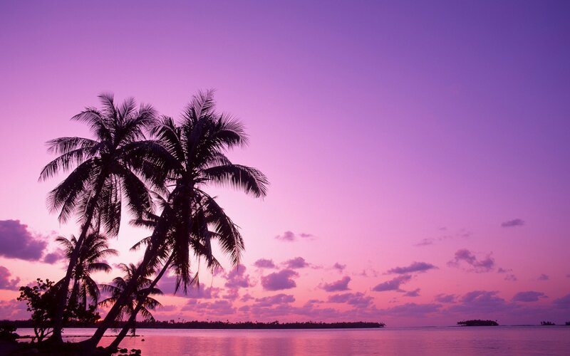 Palm Trees at Sunset — Serene, Sky