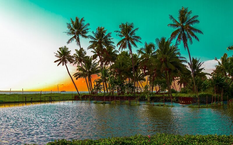 Palm Trees at Sunset — Teal, Serene, Photograph