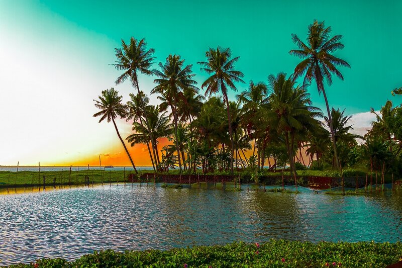Palm Trees at Sunset — Teal