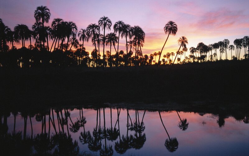 Palm Trees at Sunset — Water