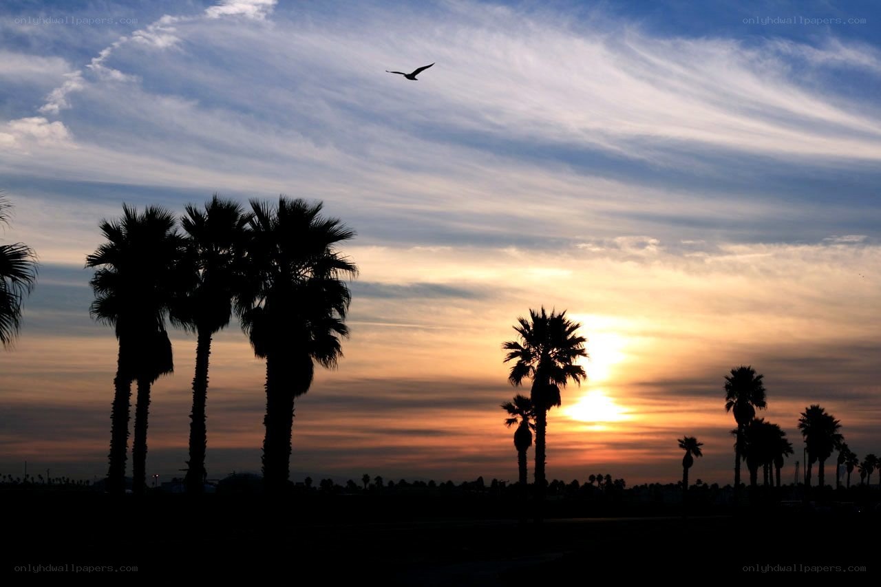 Palm trees at sunset with bird