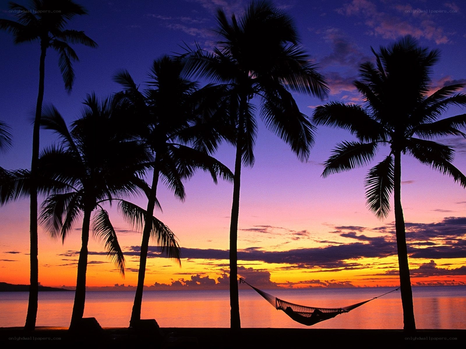 Palm trees at sunset with hammock