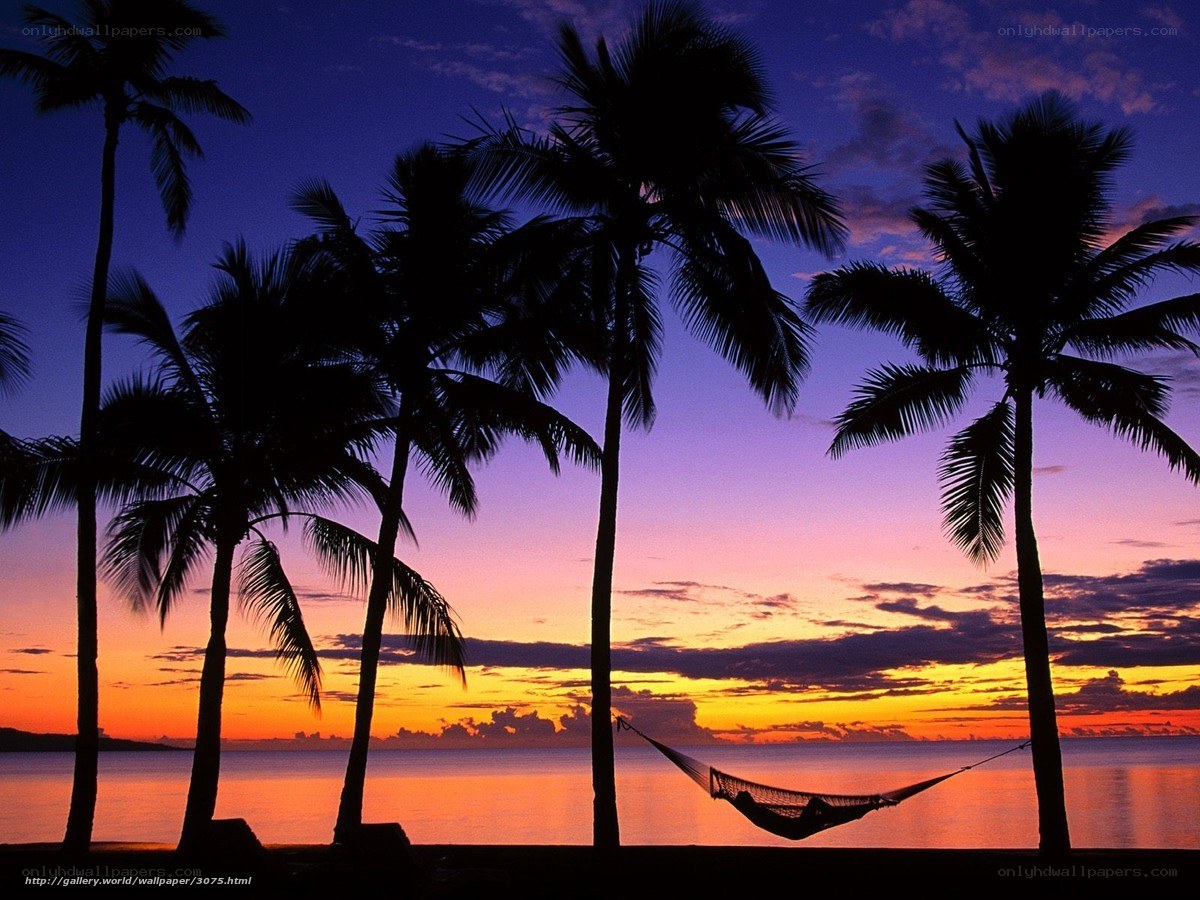 Palm trees at sunset with hammock