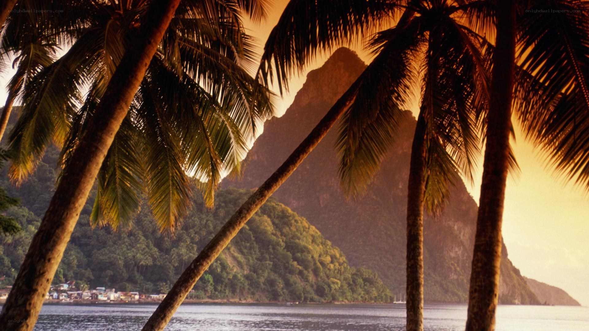 Palm trees at sunset with mountains