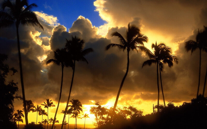 Palm Trees at Sunset — Yellow, Clouds