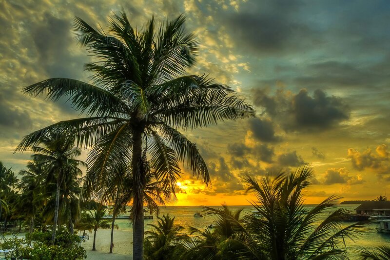 Palm Trees at Sunset — Yellow, Dramatic, Photograph, Beach