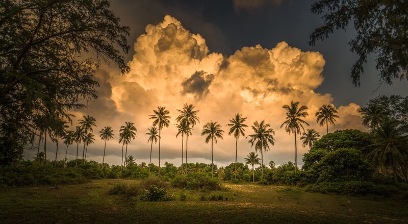 Palm Trees at Sunset — Yellow, Dramatic, Photograph, Clouds, Grass