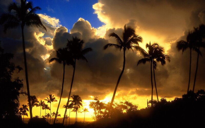 Palm Trees at Sunset — Yellow, Dramatic, Photograph, Clouds, Sky, Ocean, Blue, Black