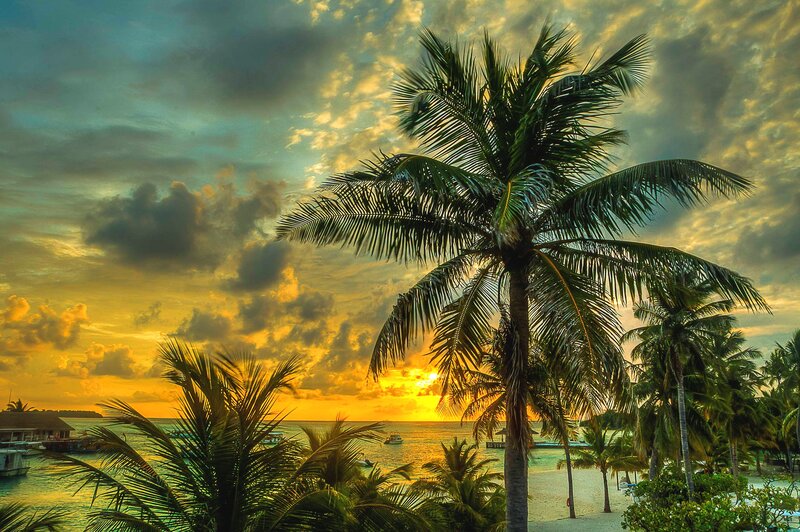 Palm Trees at Sunset — Yellow, Dramatic, Photograph, Ocean, Boats