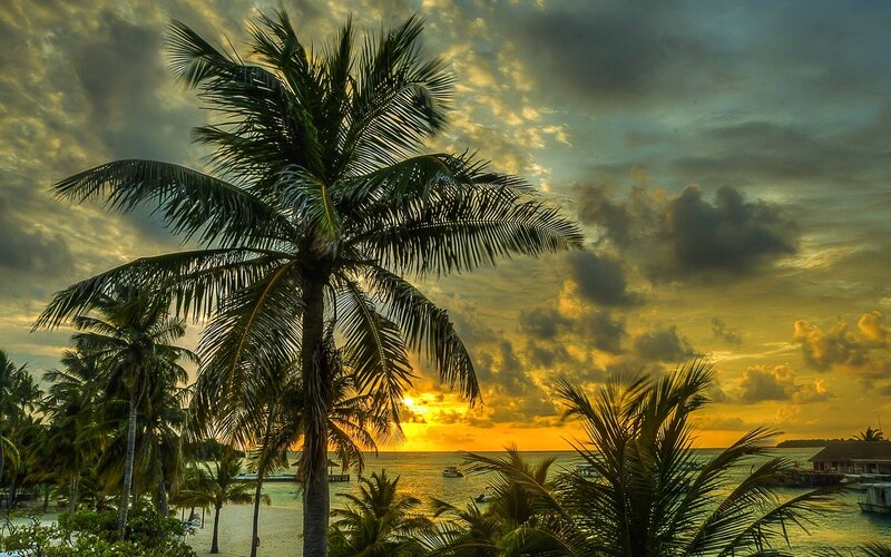 Palm Trees at Sunset — Yellow, Dramatic, Photograph, Ocean