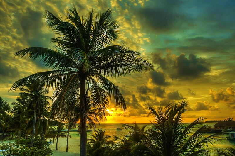 Palm Trees at Sunset — Yellow, Dramatic, Photograph
