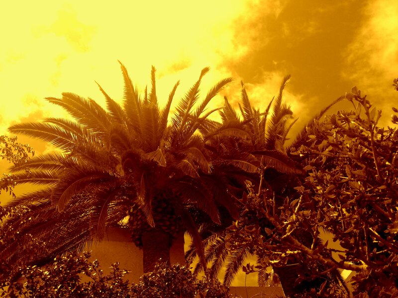 Palm Trees at Sunset — Yellow, Dramatic