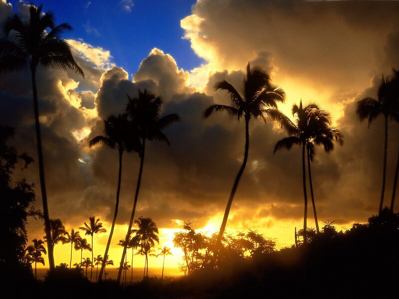 Palm Trees at Sunset — Yellow, Photograph