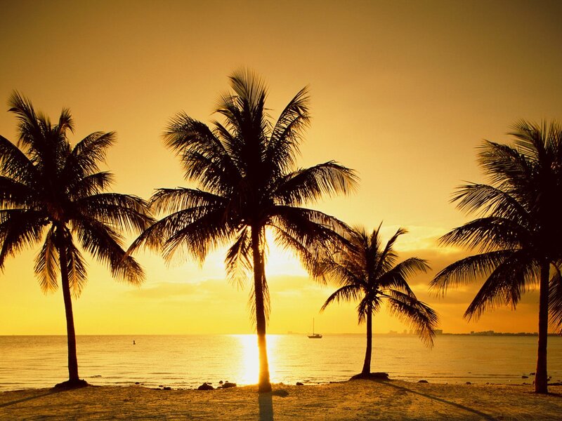 Palm Trees at Sunset — Yellow, Serene, Photograph, Ocean, Sailboat, Sky, Orange